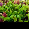 Kilka roslin/ few plants 