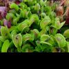 Kilka roslin/ few plants 