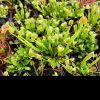 Kępka dorosłych roslin/look of clump of lot of adult plants 