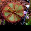 Dorosla roslina/adult plant