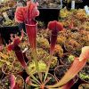 Przykladowe oferowane sztuki/ egzemplary plants 