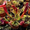 Przykladowe oferowane sztuki/ egzemplary plants 