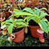 Przykladowe oferowane sztuki/ egzemplary plants 