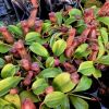 Przykladowe oferowane sztuki/ egzemplary plants 
