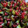 Przykladowe oferowane sztuki/ egzemplary plants 
