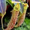 Dzbanki młodociane/ juvenile pitchers