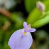 Kwiat / flower