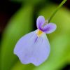 Kwiat / flower