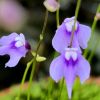 Kwiaty/flowers 