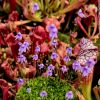 Wyglad dorosłych roslin / adult plants look 