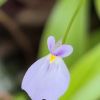 Kwiat / flower