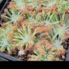 Przykladowe oferowane sztuki/ egzemplary plants 