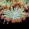 Przykładowe sprzedawane sztuki/ exemplary plants for sale 
