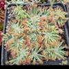 Przykladowe oferowane sztuki/ egzemplary plants 