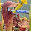 Harperi