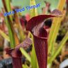 Alata Red Throat