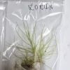 Przykladowe wysyłane sztuki/ egzemplary plants prepared for sending