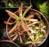 dorosłe okazy / adult plants
