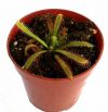 przykładowa sprzedawana roślina / exemplary plant for sale