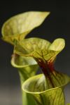 kielichy dorosłych roślin / pitchers of adult plants