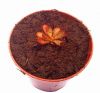 przykładowa sprzedawana roślina / exemplary plant for sale