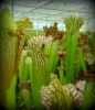 kielichy - pitchers