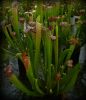 przykładowe sprzedawane rosliny / exemplary plants for sale