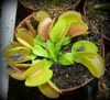 przykładowa sprzedawana roślina / exemplary plant for sale