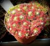 Doniczka pelna rosiczek pigmejskich / pot of lot of adult plants