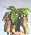 dorosłe okazy / adult plants
