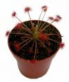 przykładowa sprzedawana roślina / exemplary plant for sale