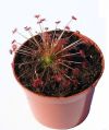 przykładowa sprzedawana roślina / exemplary plant for sale