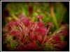 przykładowa sprzedawana roślina / exemplary plant for sale