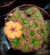 kwiat / flower