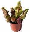 przykładowa sprzedawana roślina / exemplary plant for sale