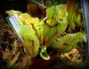 przykładowa sprzedawana roślina / exemplary plant for sale