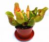 przykładowa sprzedawana roślina / exemplary plant for sale