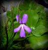 kwiat P. rectifolia / flower of P. rectifolia