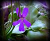 kwiat P. rectifolia / flower of P. rectifolia