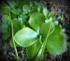 przykładowa sprzedawana roślina / exemplary plant for sale