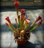 przykładowa sprzedawana roślina / exemplary plant for sale