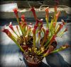 przykładowe sprzedawane rośliny / exemplary plants for sale