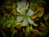 kwiat / flower