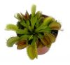 przykładowa sprzedawana roślina / exemplary plant for sale