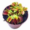 przykładowa sprzedawana roślina / exemplary plant for sale