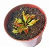 przykładowa sprzedawana roślina / exemplary plant for sale