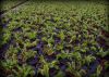 przykładowe sprzedawane rośliny / exemplary plants for sale