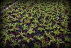 przykładowe sprzedawane rośliny / exemplary plants for sale