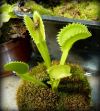 przykładowa sprzedawana roślina / exemplary plant for sale