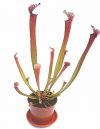 przykładowa sprzedawana roślina / exemplary plant for sale